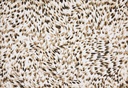 Satén beige motas marrones